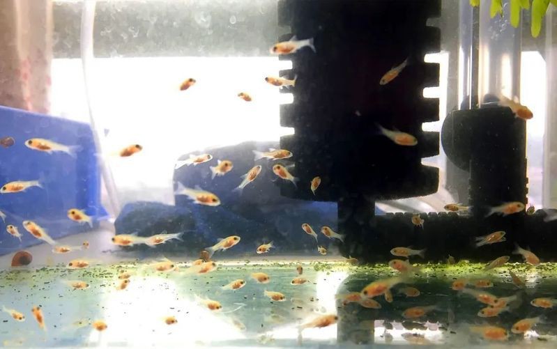 玫瑰鯽混養最簡單三個步驟，玫瑰鯽怎么養可適應中性水質