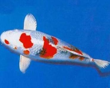 養銀龍魚要放鹽嗎(銀龍魚水缸要放鹽嗎)