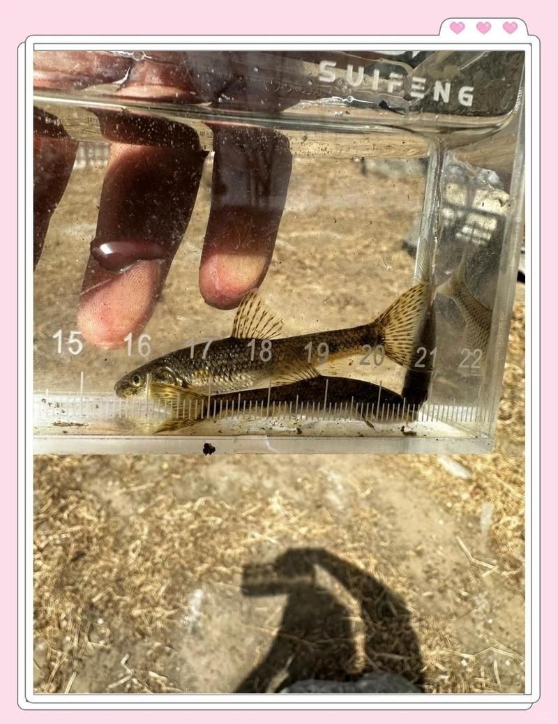 鮈魚圖片，長蛇鮈（saurogobiodumerili）