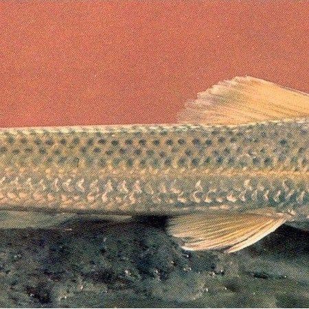 鮈魚圖片，長蛇鮈（saurogobiodumerili）