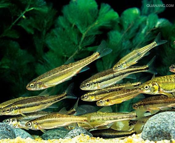 鮈魚圖片，長蛇鮈（saurogobiodumerili）