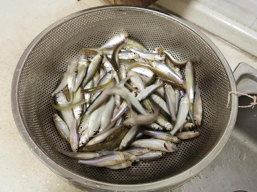 鮈魚圖片，長蛇鮈（saurogobiodumerili）