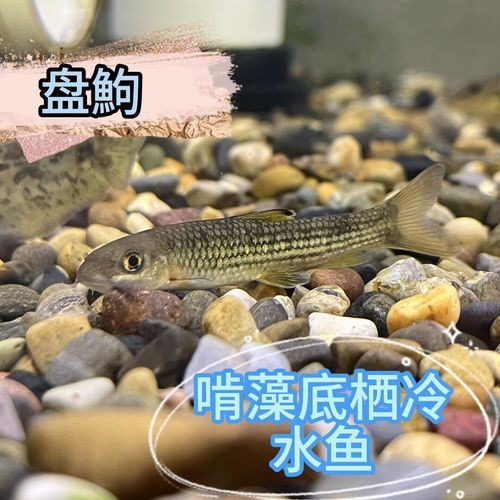 鮈魚圖片，長蛇鮈（saurogobiodumerili）