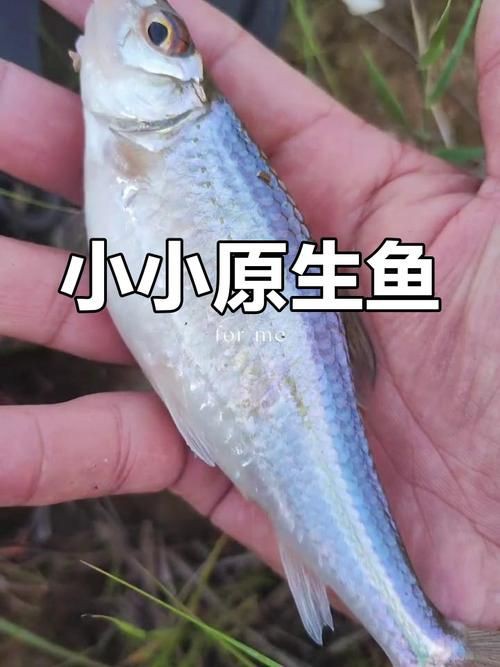 鮈魚圖片，長蛇鮈（saurogobiodumerili）