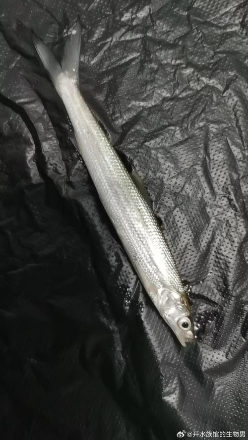 鮈魚圖片，長蛇鮈（saurogobiodumerili）