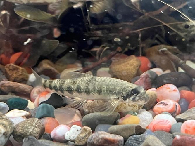 鮈魚圖片，長蛇鮈（saurogobiodumerili）