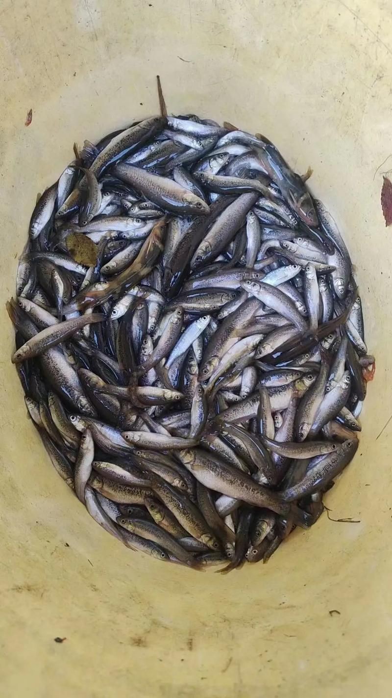 鮈魚圖片，長蛇鮈（saurogobiodumerili）