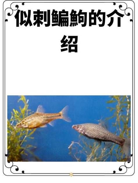 鮈魚圖片，長蛇鮈（saurogobiodumerili）