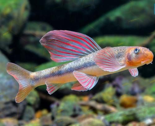 鮈魚圖片，長蛇鮈（saurogobiodumerili）