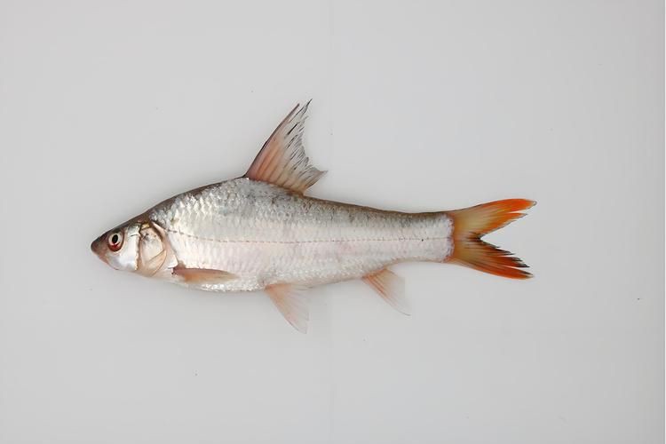 鮈魚圖片，長蛇鮈（saurogobiodumerili）