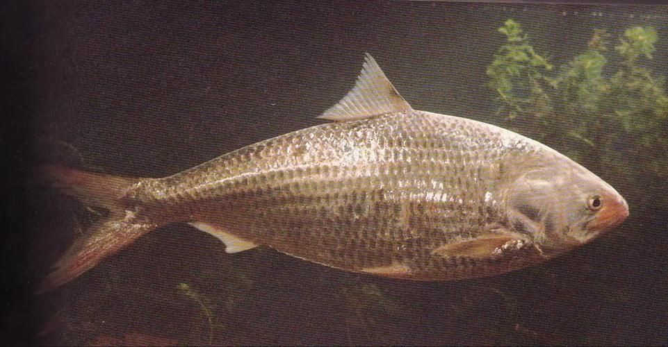 鮈魚圖片，長蛇鮈（saurogobiodumerili）