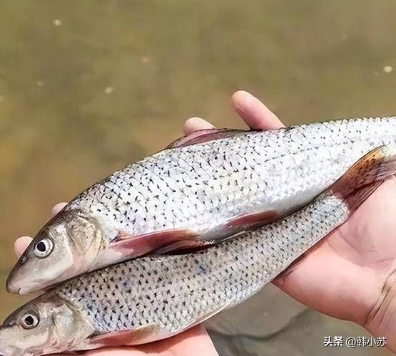 鮈魚圖片，長蛇鮈（saurogobiodumerili）