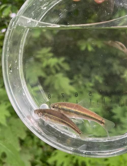 鮈魚圖片，長蛇鮈（saurogobiodumerili）