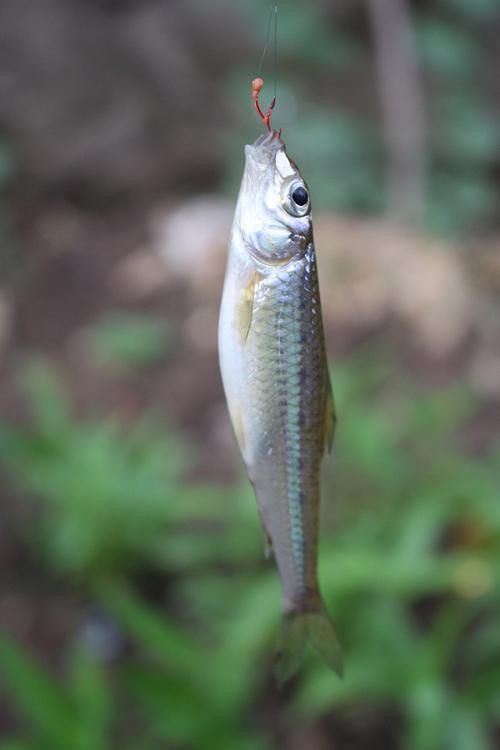 鮈魚圖片，長蛇鮈（saurogobiodumerili）