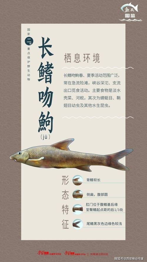 鮈魚圖片，長蛇鮈（saurogobiodumerili）