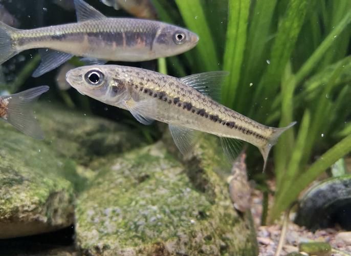 鮈魚圖片，長蛇鮈（saurogobiodumerili）