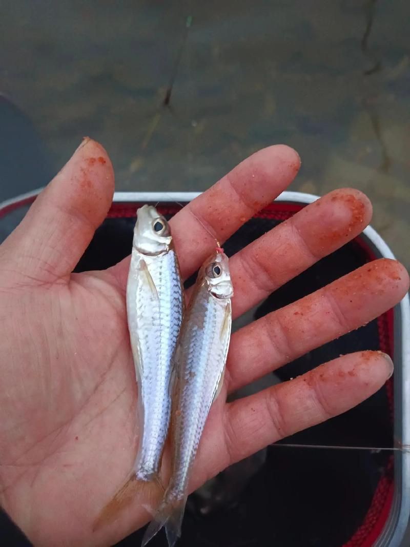 鮈魚圖片，長蛇鮈（saurogobiodumerili）