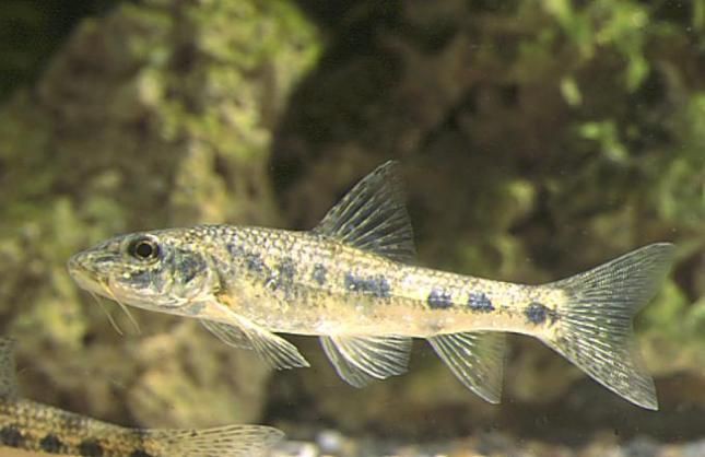 鮈魚圖片，長蛇鮈（saurogobiodumerili）
