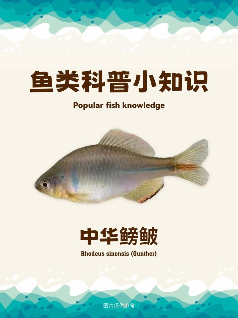 鮈魚圖片，長蛇鮈（saurogobiodumerili）