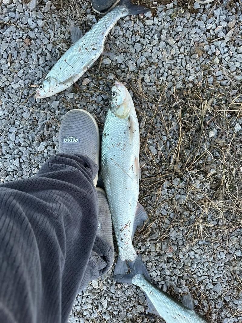 鮈魚圖片，長蛇鮈（saurogobiodumerili）