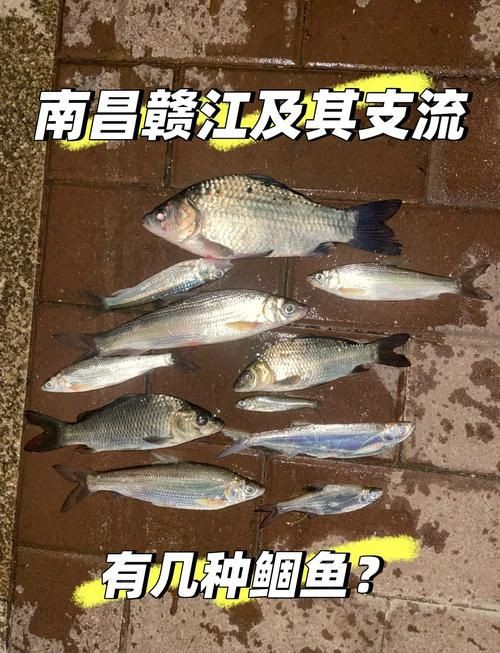 鮈魚圖片，長蛇鮈（saurogobiodumerili）