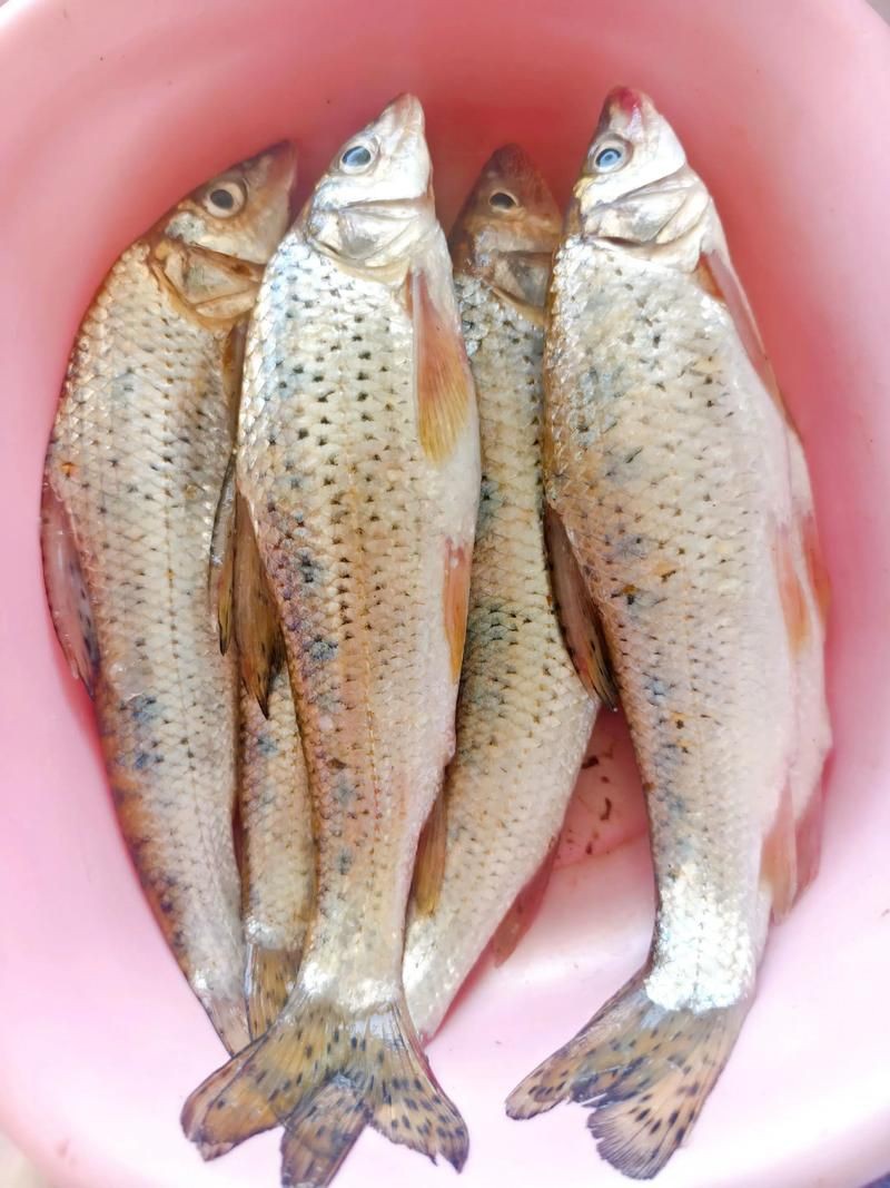 鮈魚圖片，長蛇鮈（saurogobiodumerili）
