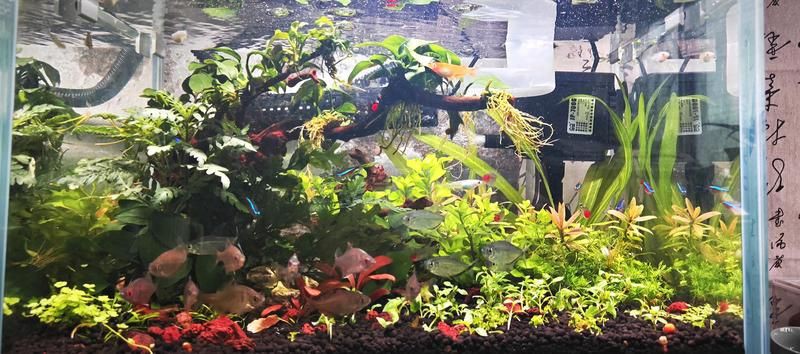 西雙版納傣族自治州魚缸定做【武漢西雙版納傣族自治州魚缸定做綜合信息整理】