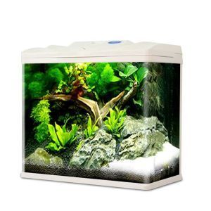 玻璃圓魚缸造景：關于玻璃圓魚缸造景的一些信息