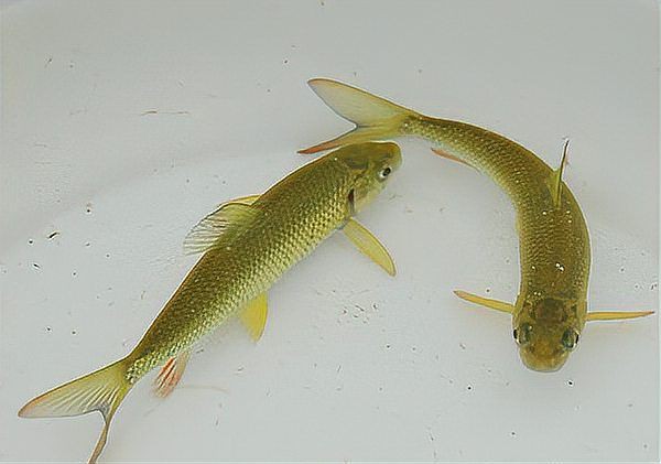 水花魚苗最簡單養(yǎng)法，《水花魚苗最簡單養(yǎng)法》新手必學的“育苗5步法”