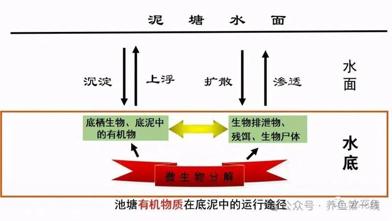 水花魚苗最簡單養(yǎng)法，《水花魚苗最簡單養(yǎng)法》新手必學的“育苗5步法”