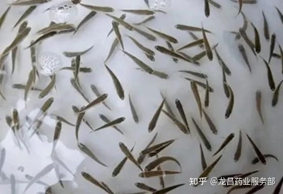 水花魚苗最簡單養(yǎng)法，《水花魚苗最簡單養(yǎng)法》新手必學的“育苗5步法”