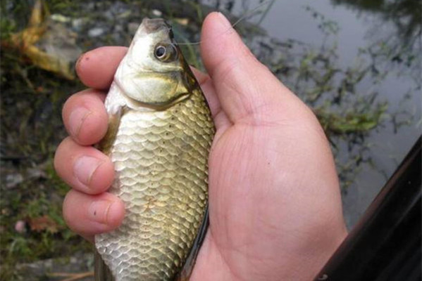 博特魚缸北京哪里賣魚缸的花鳥魚蟲市場哪個好