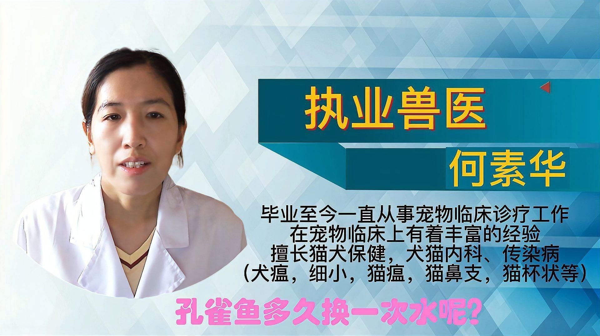 孔雀魚多久換一次水?,《孔雀魚多久換一次水》孔雀魚多久換一次水呢獸醫何素華 龍魚百科 第3張 孔雀魚多久換一次水?,《孔雀魚多久換一次水》孔雀魚多久換一次水呢獸醫何素華 孔雀魚多久換一次水?,《孔雀魚多久換一次水》孔雀魚多久換一次水呢獸醫何素華 龍魚百科 第3張