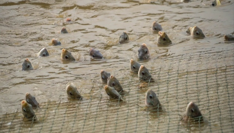 魚缸加熱怎么換水:魚缸換水加熱器 魚缸加熱怎么換水:魚缸換水加熱器 金龍魚百科 第2張