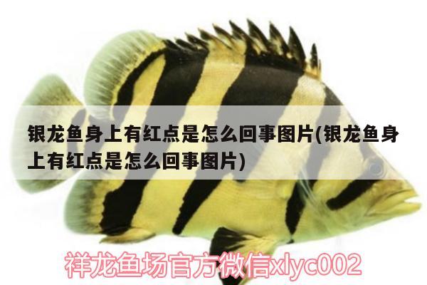 銀龍魚身上有紅點是怎么回事圖片(銀龍魚身上有紅點是怎么回事圖片)