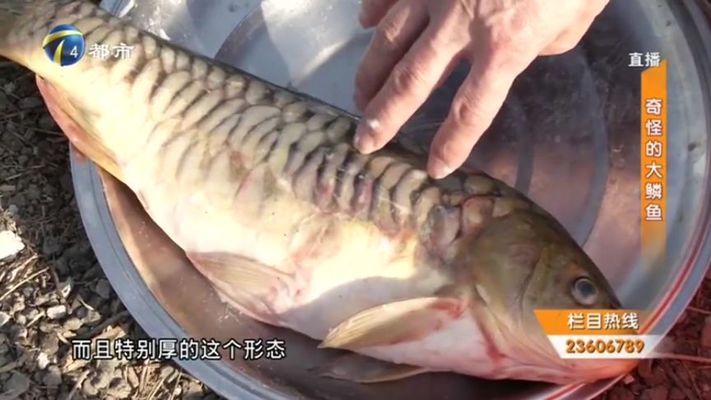 銀龍魚魚鱗變白怎么辦啊(金龍魚鱗變白)