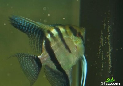 銀龍魚魚鱗變白怎么辦啊(金龍魚鱗變白)