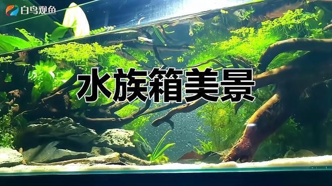 水族箱布置創意方案，《水族箱布置創意方案》本方案聚焦于水族箱的創意布置