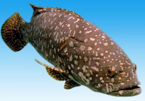 50斤龍躉魚多少錢一斤，巨型龍躉魚一斤多少錢？ 50斤龍躉魚多少錢一斤，巨型龍躉魚一斤多少錢？ 龍魚論壇 第1張