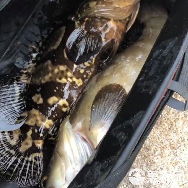 50斤龍躉魚多少錢一斤，巨型龍躉魚一斤多少錢？ 50斤龍躉魚多少錢一斤，巨型龍躉魚一斤多少錢？ 龍魚論壇 第2張