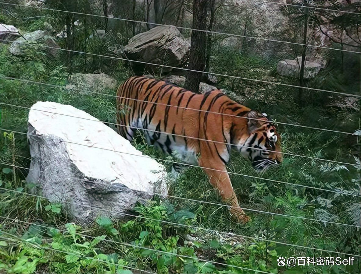 世界上老虎的數(shù)量有多少只，全球老虎數(shù)量最新統(tǒng)計