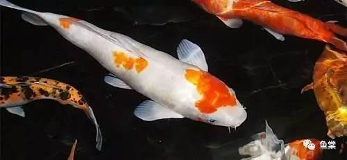 博特水泵和酷魚水泵(酷魚博特哪個好)
