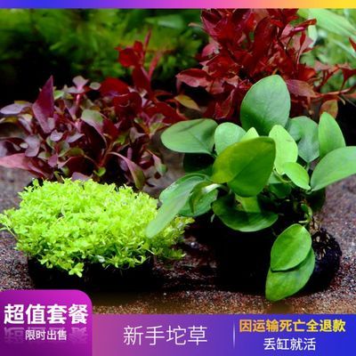 冬天魚缸能養水草嗎：冬天魚缸是否能養水草主要取決于以下幾個因素