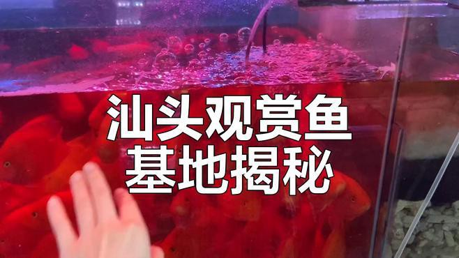 哪里可以購買到真正的頂級紅龍魚？，《哪里可以買到真正的頂級紅龍魚》京東挑選紅龍入門指南