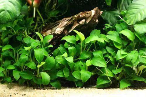 1.5米的魚缸需要多大流量的水泵：1.5米的魚缸需要多大流量的水泵流量需要考慮多個因素