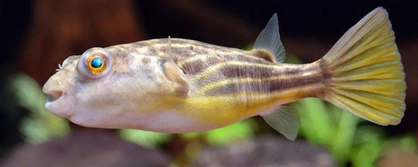 森森魚缸溫度設定