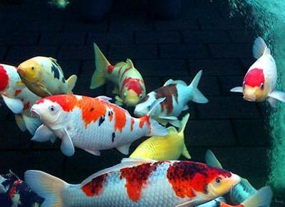 豬鼻龜瀕危原因有哪些表現圖片(豬鼻龜生病有哪些跡象)