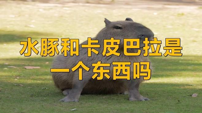 卡皮巴拉和水豚的區別在哪，卡皮巴拉與水豚有什么區別？