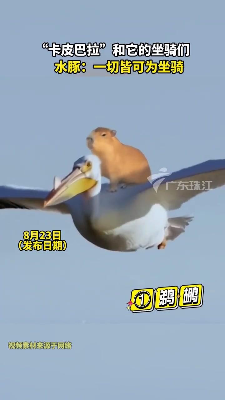 卡皮巴拉和水豚的區別在哪，卡皮巴拉與水豚有什么區別？