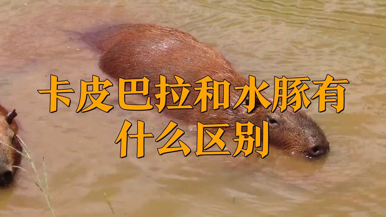 卡皮巴拉和水豚的區別在哪，卡皮巴拉與水豚有什么區別？